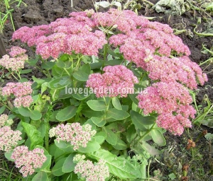Очиток ( Sedum)  Spectabile